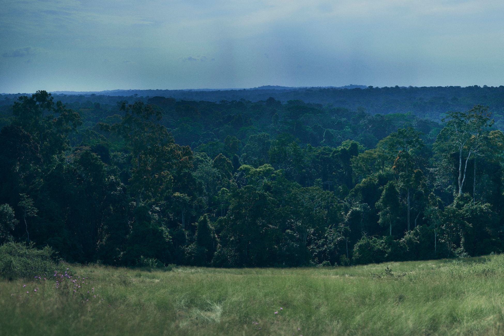 Luscious green forests of Cameroon